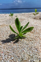 Plant seeds growing in sand on blur background.