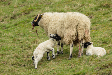 Lambing time in the Scottish Glens and a Scottish Blackface ewe or mother sheep has just given birth to her two lambs and is eating the placenta.  Horizontal.  Space for copy.