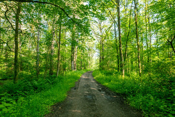 Obraz premium A muddy forest path stretches through a verdant woodland, surrounded by lush green trees. The dappled sunlight and serene environment create a peaceful atmosphere, perfect for a quiet stroll.