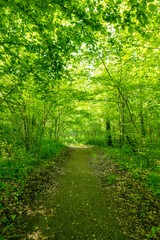 A secluded pathway enclosed by dense green foliage, creating a canopy of leaves overhead. The lush greenery and serene atmosphere offer a peaceful escape into nature's embrace