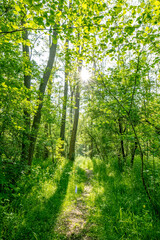 Fototapeta premium A serene forest pathway illuminated by sunlight filtering through the dense canopy of leaves. The vibrant green foliage and sunbeams create a peaceful and inviting atmosphere