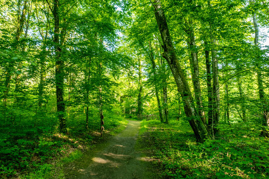 A serene forest trail winding through lush green trees, dappled with sunlight. The peaceful pathway offers an inviting escape into nature, perfect for a quiet walk and reflection