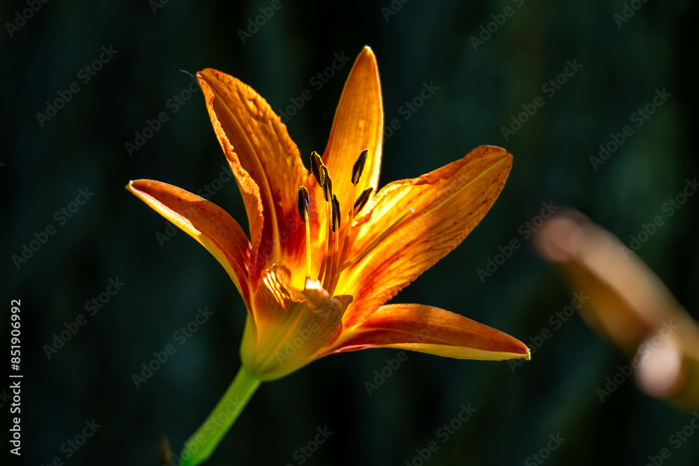 Sticker orange tiger lily