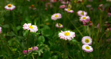 English pink white daisy or bellis perennis or common daisy, green lawn grass background, wild flowers in springtime, beautiful meadow selective focus