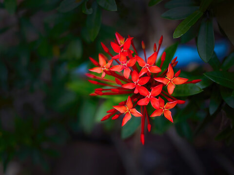 Close up vibrant red Jungle geranium, Ixora Coccinea, ixora chinensis, Chethi Flower, Rubiaceae  or Penabas in dark background, specific focus, gorgeous flower sweet pollen