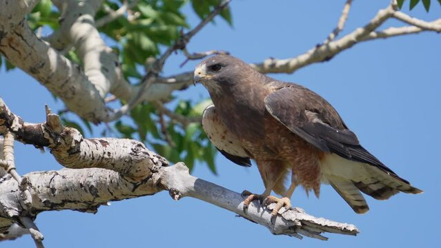 Swainson's Hawk taking flight from tree branch blowing in the wind.