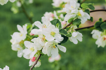 Blooming white apple tree close-up, floral background