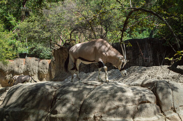 antelope in zoo of chapultepec in Mexico City 