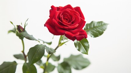 A vibrant red rose with lush green leaves stands out against a pure white background