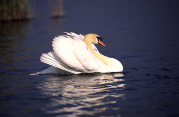 Cigno reale, Cygnus olor