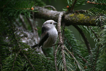 Long-tailed tit (Aegithalos caudatus) codibùgnolo