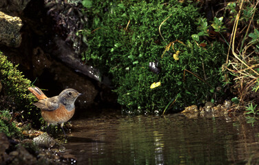 Redstart (Phoenicurus phoenicurus) Codirosso