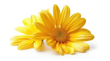 A daisy is a type of yellow flower