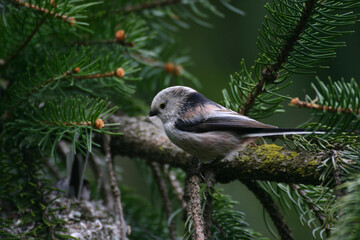 Codibugnolo, Aegithalos caudatus,