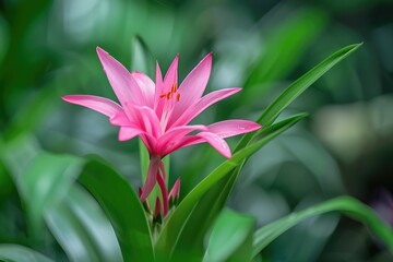 Fototapeta premium Pink Flower. Nature's Beauty: The Vibrant Pink Blossom as a Natural Cover Page Background