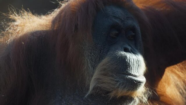 Portrait of an orangutan close-up, Emotions on the face of a humanoid monkey. Portrait of a Beautiful orangutan. Ape rest. High quality slow motion video.
