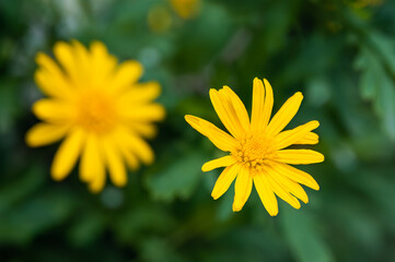 Golden Chrysanthemum in full bloom