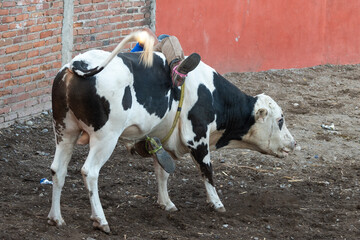 charro