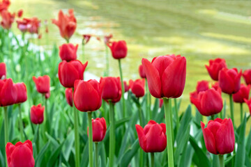 Obraz premium Flower bed with red Gesner's tulips in a flower garden.
