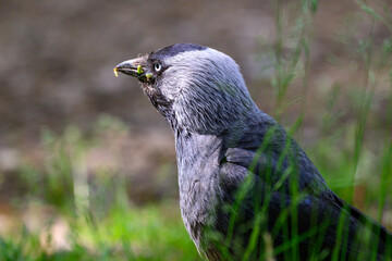 Western jackdaw standing at grassland