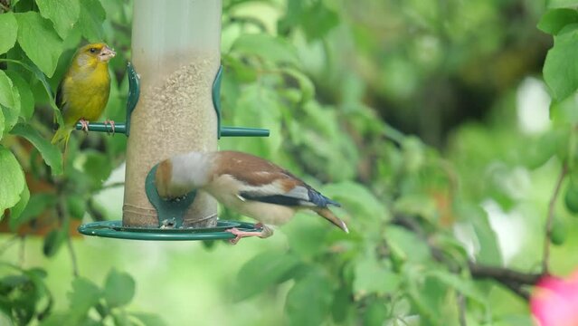 Kernbeisser (Coccothraustes coccothraustes) am Futterhaus