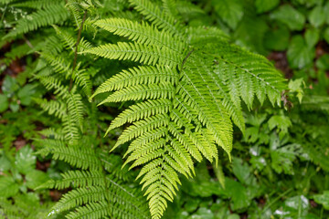 green plant leaf close-up, Background with green fern leaves, fern leaves, fern in the forest, leaves background, close-up of the leaves fern 
