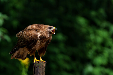 Common Buzzard (Buteo buteo) searching for food in the forest of Noord Brabant in the Netherlands.  Forest background