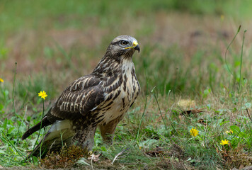Common Buzzard (Buteo buteo) searching for food in the forest of Noord Brabant in the Netherlands.  Forest background