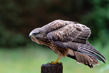 Common Buzzard (Buteo buteo) searching for food in the forest of Noord Brabant in the Netherlands.  Forest background