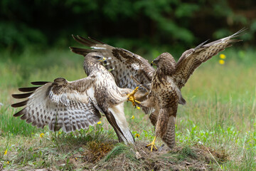 Common Buzzard (Buteo buteo) attacks another common buzzard in the forest of Noord Brabant in the Netherlands.  Green forest background