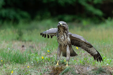 Common Buzzard (Buteo buteo) searching for food in the forest of Noord Brabant in the Netherlands.  Forest background