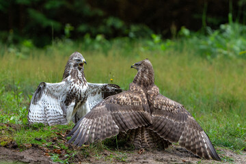 Common Buzzard (Buteo buteo) attacks another common buzzard in the forest of Noord Brabant in the...