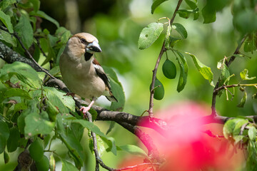 Kernbeisser (Coccothraustes coccothraustes)