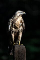 Common Buzzard (Buteo buteo) searching for food in the forest of Noord Brabant in the Netherlands.  Forest background