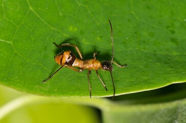 Texas bow-legged bug nymph Hyalymenus tarsatus insect nature Springtime pest control.	