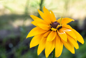 black eyed susan