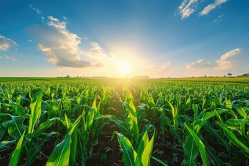 Fototapeta premium Cornfield Landscape. Beautiful Sunset in Agriculture Background