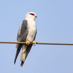 This stunning photograph captures a Black-winged Kite, also known as a Black-shouldered Kite, soaring gracefully with its striking white and black plumage highlighted against a clear blue sky.