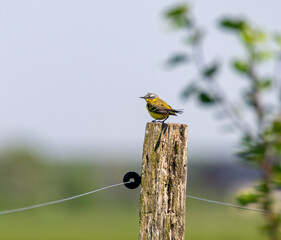 bird on a branch