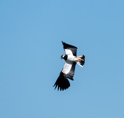 Northern Lapwing in the air