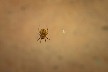 Spider on a web near to the sceleton of his prey, macro