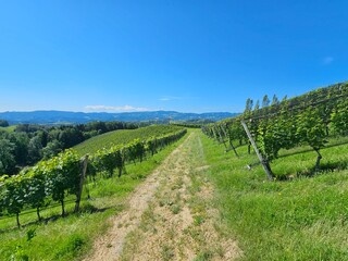 Steiermark Herz, Südsteirische Weinstraße