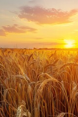 Obraz premium Golden wheat field under the setting sun, with rows of tall 