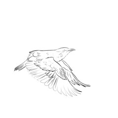 sketch of a flying bird on a white background