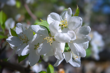 Branch of a wild apple tree with white flowers in spring close-up.