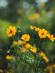 yellow Coreopsis tinctoria flowers in bloom