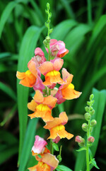 Antirrhinum blooms in the garden