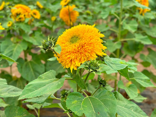 Naklejka premium Blooming sunflower farm field, big bright yellow sunflower, agriculture concept harvest. Growing seeds for oil