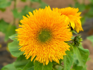 Blooming sunflower farm field, big bright yellow sunflower, agriculture concept harvest. Growing seeds for oil