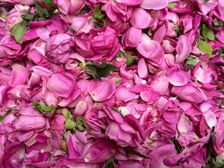 Close up shot of Pink rose petals background.